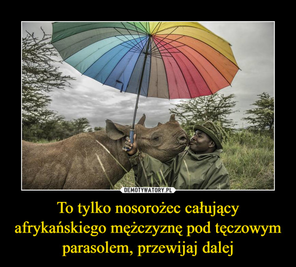 To tylko nosorożec całujący afrykańskiego mężczyznę pod tęczowym parasolem, przewijaj dalej