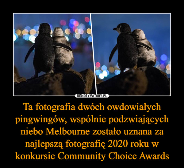 Ta fotografia dwóch owdowiałych pingwingów, wspólnie podzwiających niebo Melbourne zostało uznana za najlepszą fotografię 2020 roku w konkursie Community Choice Awards