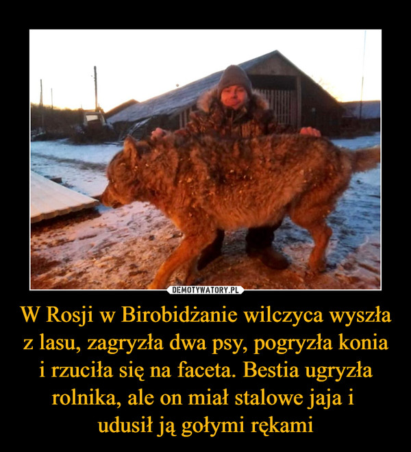 W Rosji w Birobidżanie wilczyca wyszła z lasu, zagryzła dwa psy, pogryzła konia i rzuciła się na faceta. Bestia ugryzła rolnika, ale on miał stalowe jaja i udusił ją gołymi rękami –  