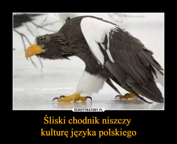 Śliski chodnik niszczy kulturę języka polskiego –  