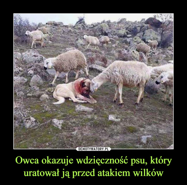 Owca okazuje wdzięczność psu, który uratował ją przed atakiem wilków –  