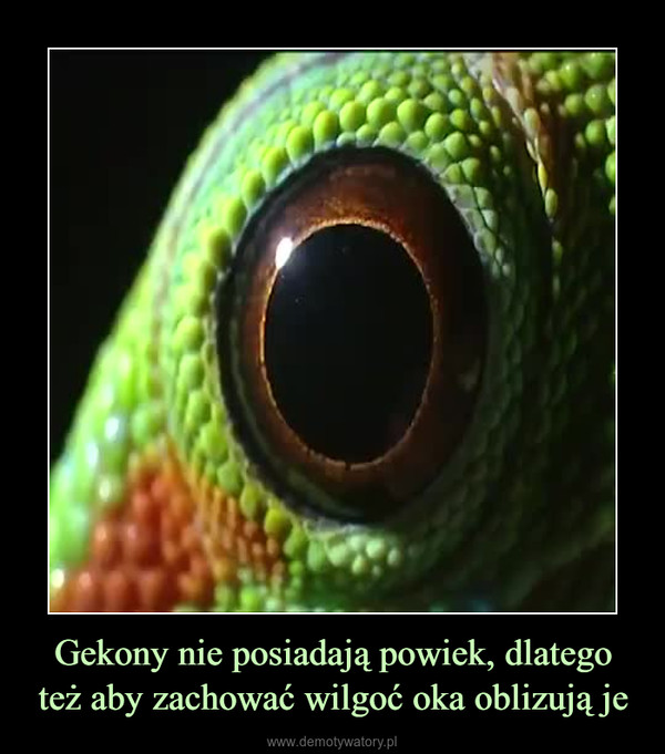 Gekony nie posiadają powiek, dlatego też aby zachować wilgoć oka oblizują je –  