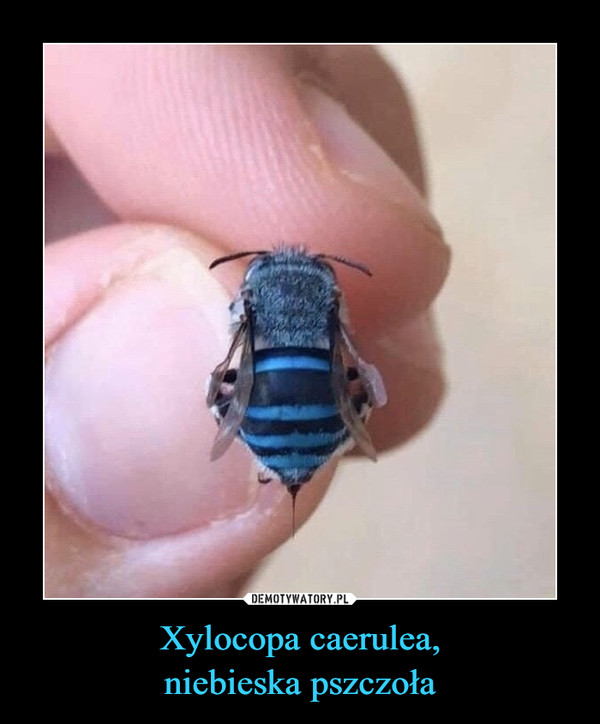 Xylocopa caerulea,
niebieska pszczoła