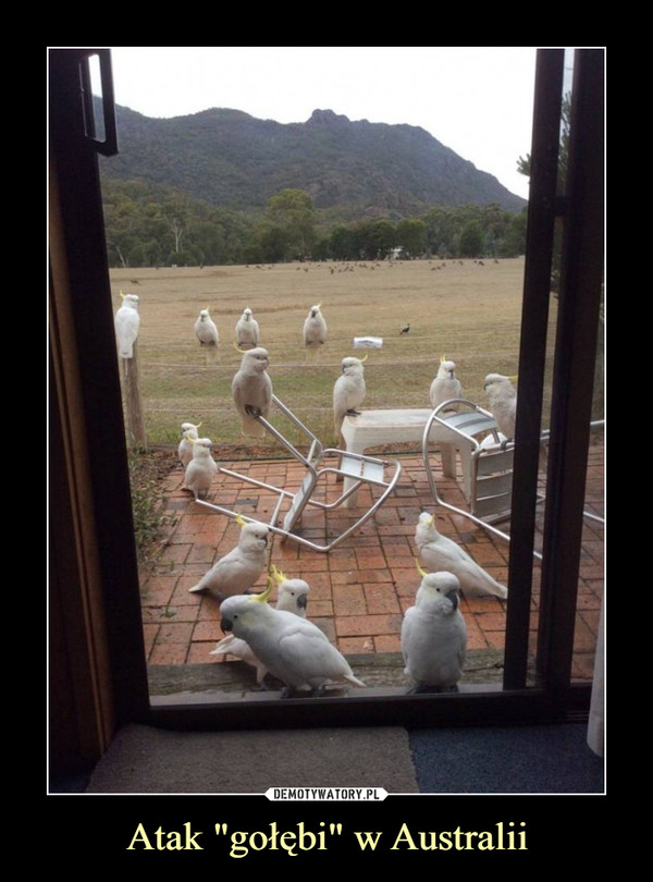 Atak "gołębi" w Australii –  