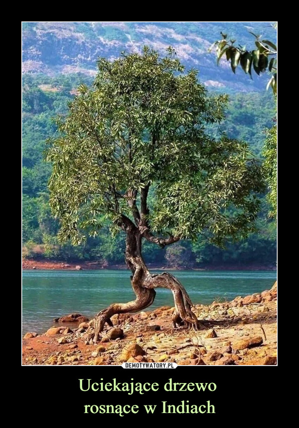 Uciekające drzewo rosnące w Indiach –  