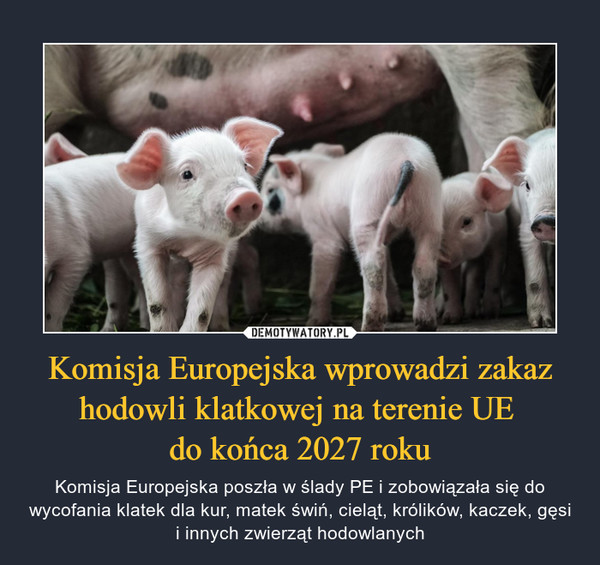 Komisja Europejska wprowadzi zakaz hodowli klatkowej na terenie UE 
do końca 2027 roku