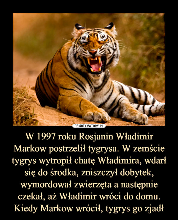 W 1997 roku Rosjanin Władimir Markow postrzelił tygrysa. W zemście tygrys wytropił chatę Władimira, wdarł się do środka, zniszczył dobytek, wymordował zwierzęta a następnie czekał, aż Władimir wróci do domu. Kiedy Markow wrócił, tygrys go zjadł –  
