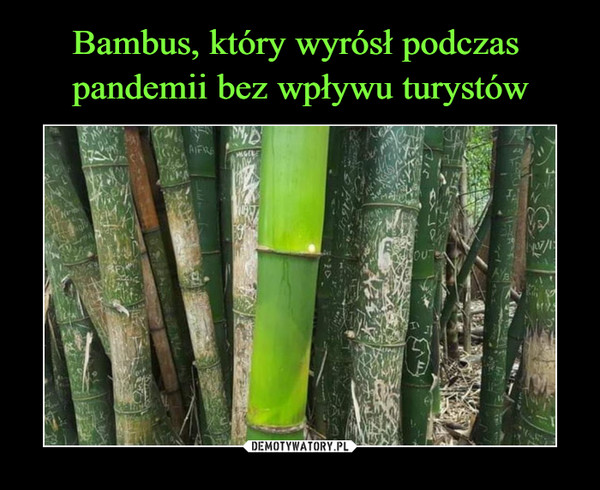 Bambus, który wyrósł podczas 
pandemii bez wpływu turystów