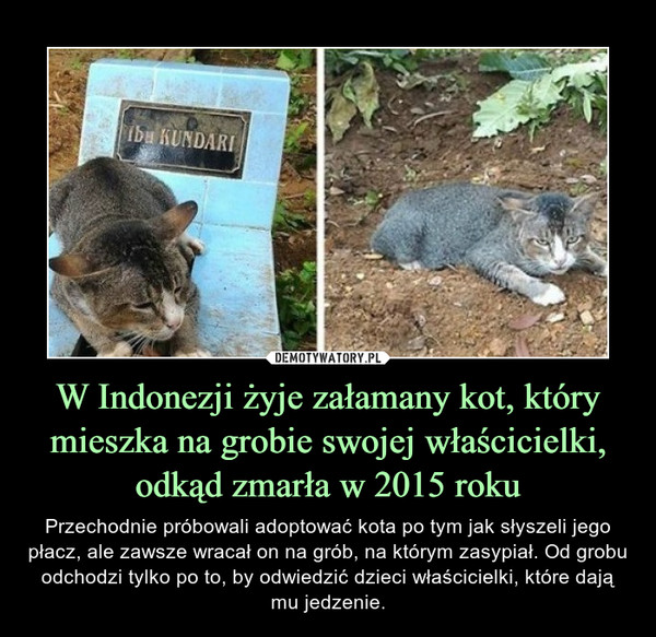 W Indonezji żyje załamany kot, który mieszka na grobie swojej właścicielki, odkąd zmarła w 2015 roku – Przechodnie próbowali adoptować kota po tym jak słyszeli jego płacz, ale zawsze wracał on na grób, na którym zasypiał. Od grobu odchodzi tylko po to, by odwiedzić dzieci właścicielki, które dają mu jedzenie. 