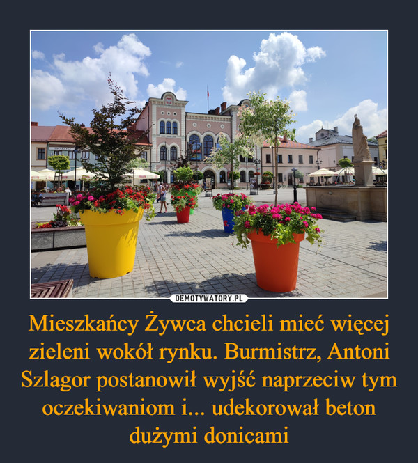 Mieszkańcy Żywca chcieli mieć więcej zieleni wokół rynku. Burmistrz, Antoni Szlagor postanowił wyjść naprzeciw tym oczekiwaniom i... udekorował beton dużymi donicami –  