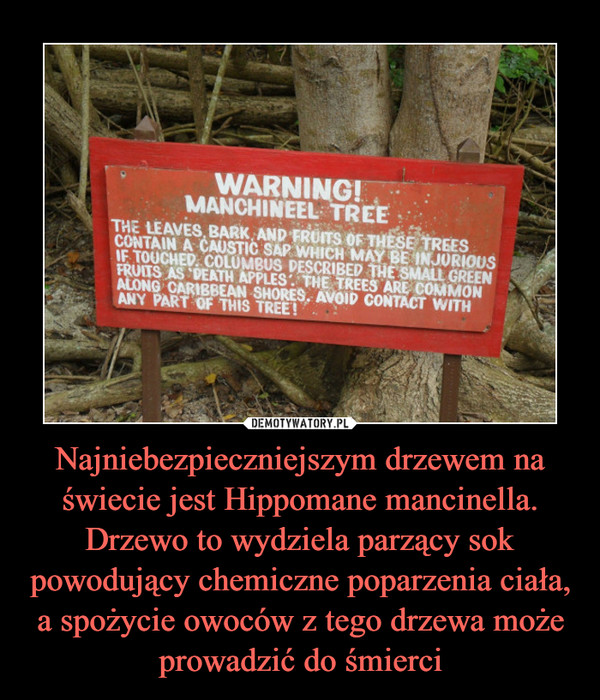 Najniebezpieczniejszym drzewem na świecie jest Hippomane mancinella. Drzewo to wydziela parzący sok powodujący chemiczne poparzenia ciała, a spożycie owoców z tego drzewa może prowadzić do śmierci