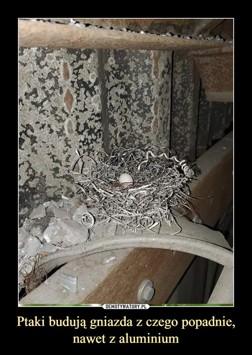 Ptaki budują gniazda z czego popadnie, nawet z aluminium