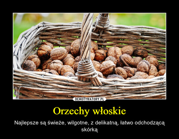 Orzechy włoskie – Najlepsze są świeże, wilgotne, z delikatną, łatwo odchodzącą skórką 