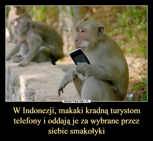 W Indonezji, makaki kradną turystom telefony i oddają je za wybrane przez siebie smakołyki –  