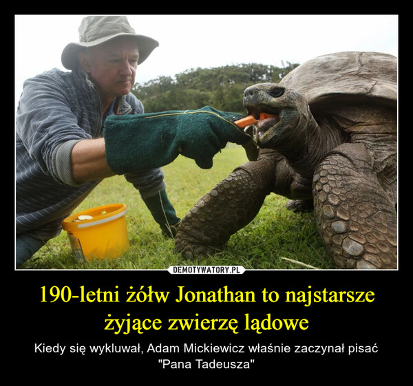 190-letni żółw Jonathan to najstarsze żyjące zwierzę lądowe – Kiedy się wykluwał, Adam Mickiewicz właśnie zaczynał pisać "Pana Tadeusza" 