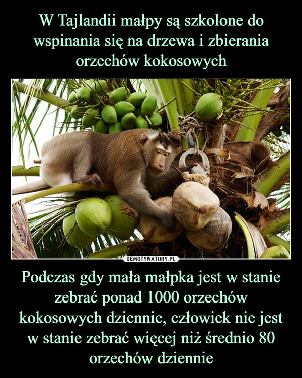 Podczas gdy mała małpka jest w stanie zebrać ponad 1000 orzechów kokosowych dziennie, człowiek nie jest w stanie zebrać więcej niż średnio 80 orzechów dziennie –  