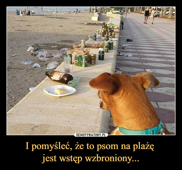 I pomyśleć, że to psom na plażę jest wstęp wzbroniony... –  