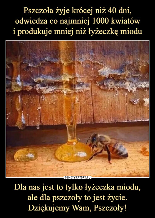 Pszczoła żyje krócej niż 40 dni, odwiedza co najmniej 1000 kwiatów
i produkuje mniej niż łyżeczkę miodu Dla nas jest to tylko łyżeczka miodu,
ale dla pszczoły to jest życie.
Dziękujemy Wam, Pszczoły!