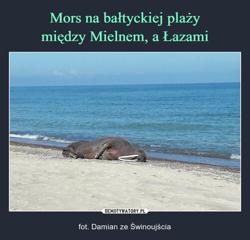 Mors na bałtyckiej plaży
między Mielnem, a Łazami