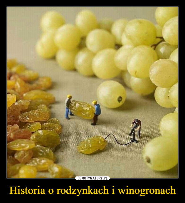 Historia o rodzynkach i winogronach –  