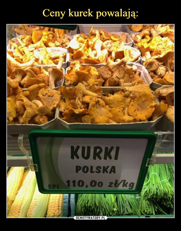  –  Kurki Polska
