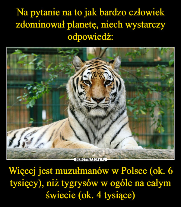 Więcej jest muzułmanów w Polsce (ok. 6 tysięcy), niż tygrysów w ogóle na całym świecie (ok. 4 tysiące) –  