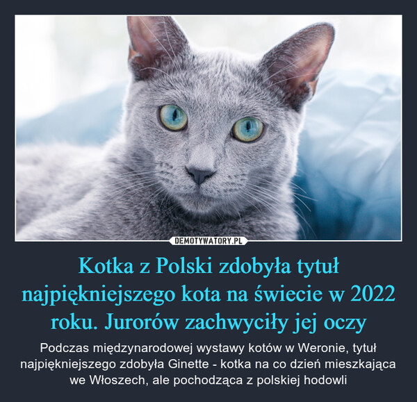 Kotka z Polski zdobyła tytuł najpiękniejszego kota na świecie w 2022 roku. Jurorów zachwyciły jej oczy