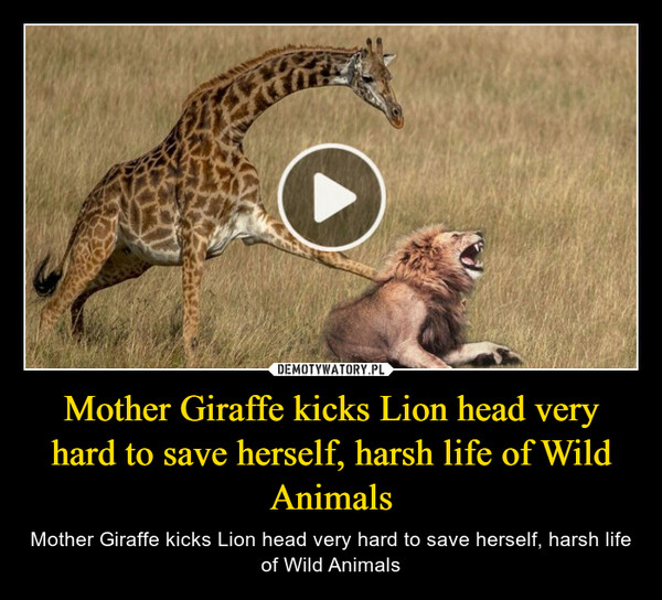 Mother Giraffe kicks Lion head very hard to save herself, harsh life of Wild Animals – Mother Giraffe kicks Lion head very hard to save herself, harsh life of Wild Animals 