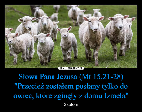 Słowa Pana Jezusa (Mt 15,21-28) "Przecież zostałem posłany tylko do owiec, które zginęły z domu Izraela" – Szalom 