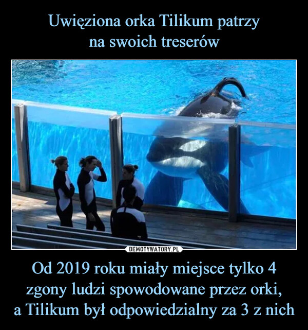 Od 2019 roku miały miejsce tylko 4 zgony ludzi spowodowane przez orki,a Tilikum był odpowiedzialny za 3 z nich –  