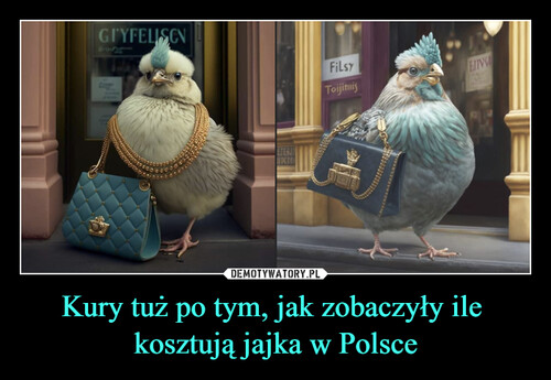 Kury tuż po tym, jak zobaczyły ile 
kosztują jajka w Polsce