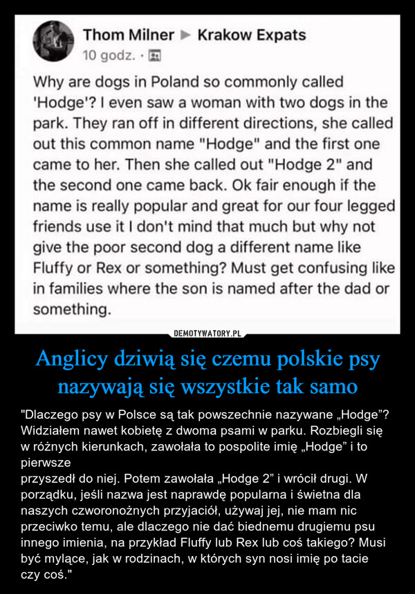 Anglicy dziwią się czemu polskie psy nazywają się wszystkie tak samo – "Dlaczego psy w Polsce są tak powszechnie nazywane „Hodge”? Widziałem nawet kobietę z dwoma psami w parku. Rozbiegli się w różnych kierunkach, zawołała to pospolite imię „Hodge” i to pierwszeprzyszedł do niej. Potem zawołała „Hodge 2” i wrócił drugi. W porządku, jeśli nazwa jest naprawdę popularna i świetna dla naszych czworonożnych przyjaciół, używaj jej, nie mam nic przeciwko temu, ale dlaczego nie dać biednemu drugiemu psu innego imienia, na przykład Fluffy lub Rex lub coś takiego? Musi być mylące, jak w rodzinach, w których syn nosi imię po tacie czy coś." Why are dogs in Poland so commonly called 'Hodge'? I even saw a woman with two dogs in the park. They ran off in different directions, she called out this common name "Hodge" and the first onecame to her. Then she called out "Hodge 2" and the second one came back. Ok fair enough if the name is really popular and great for our four legged friends use it I don't mind that much but why not give the poor second dog a different name like Fluffy or Rex or something? Must get confusing like in families where the son is named after the dad or something.