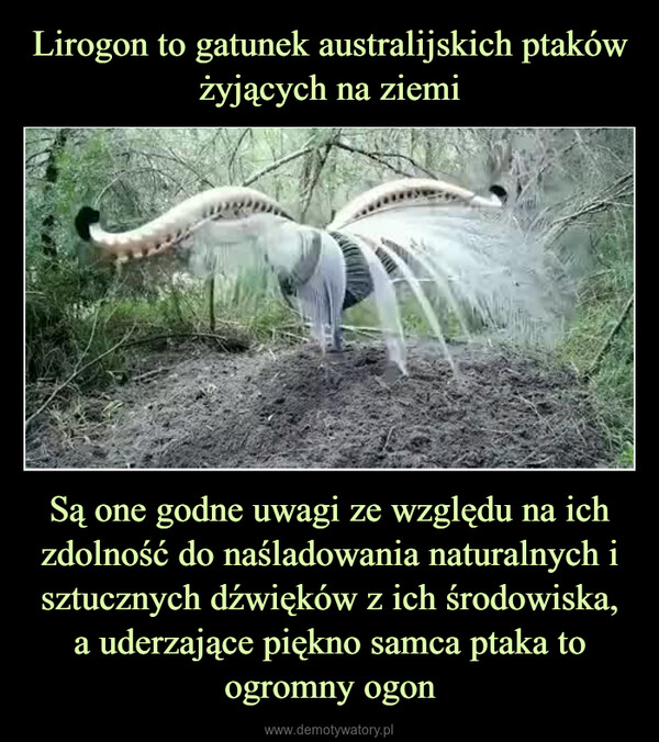 Są one godne uwagi ze względu na ich zdolność do naśladowania naturalnych i sztucznych dźwięków z ich środowiska, a uderzające piękno samca ptaka to ogromny ogon –  