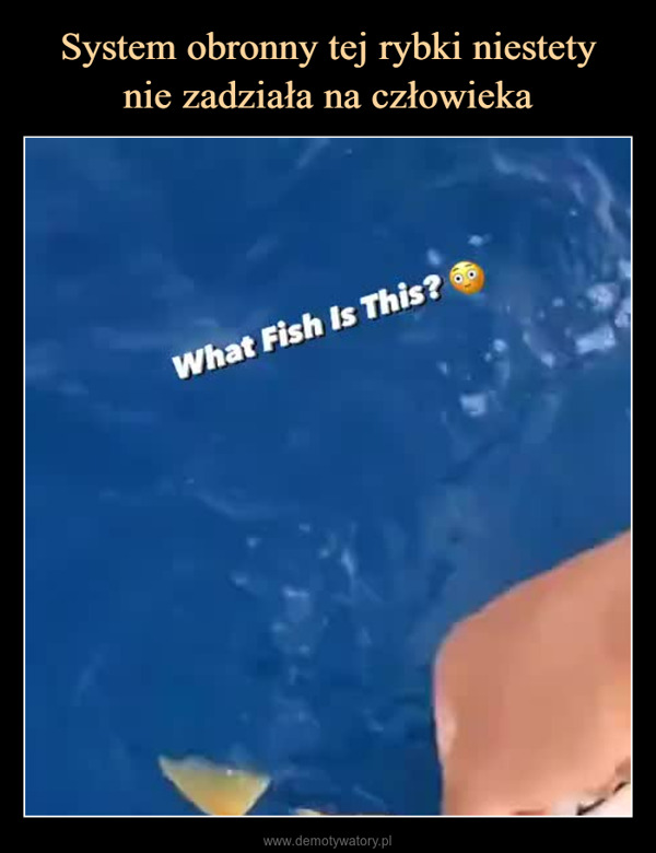  –  What Fish Is This?