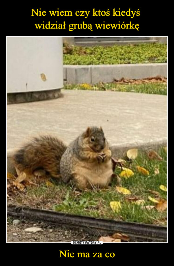 Nie wiem czy ktoś kiedyś 
widział grubą wiewiórkę Nie ma za co