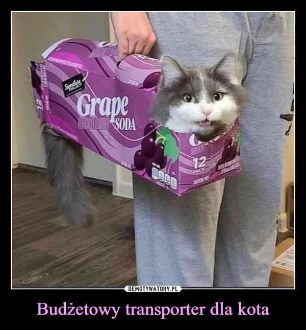 Budżetowy transporter dla kota –  HOLL12SpraturePRLICTTREEGrapeSECARA SODA12PACKROLERMOMEEthe cac9