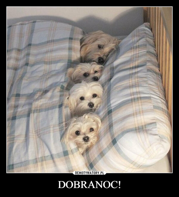 DOBRANOC! –  