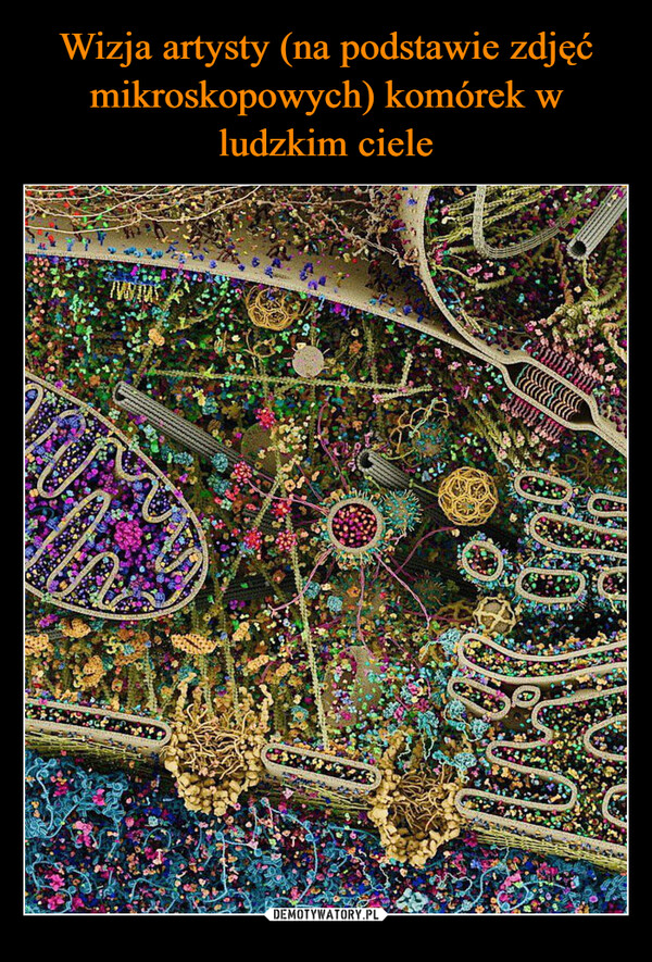 Wizja artysty (na podstawie zdjęć mikroskopowych) komórek w ludzkim ciele