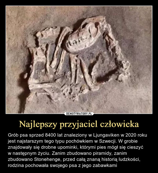 Najlepszy przyjaciel człowieka – Grób psa sprzed 8400 lat znaleziony w Ljungaviken w 2020 roku jest najstarszym tego typu pochówkiem w Szwecji. W grobie znajdowały się drobne upominki, którymi pies mógł się cieszyćw następnym życiu. Zanim zbudowano piramidy, zanim zbudowano Stonehenge, przed całą znaną historią ludzkości, rodzina pochowała swojego psa z jego zabawkami Grób psa sprzed 8400 lat znaleziony w Ljungaviken w 2020 roku jest najstarszym tego typu pochówkiem w Szwecji. W grobie znajdowały się drobne upominki, którymi pies mógł się cieszyć w następnym życiu. Zanim zbudowano piramidy, zanim zbudowano Stonehenge, przed całą znaną historią ludzkości, rodzina pochowała swojego psa z jego zabawkami