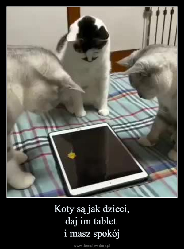 Koty są jak dzieci,daj im tablet i masz spokój –  