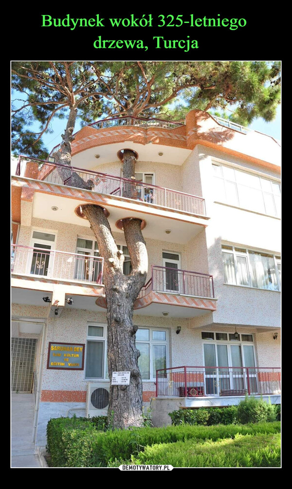 Budynek wokół 325-letniego 
drzewa, Turcja