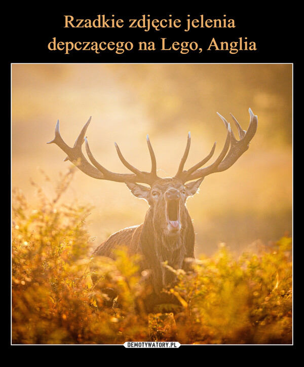 Rzadkie zdjęcie jelenia 
depczącego na Lego, Anglia