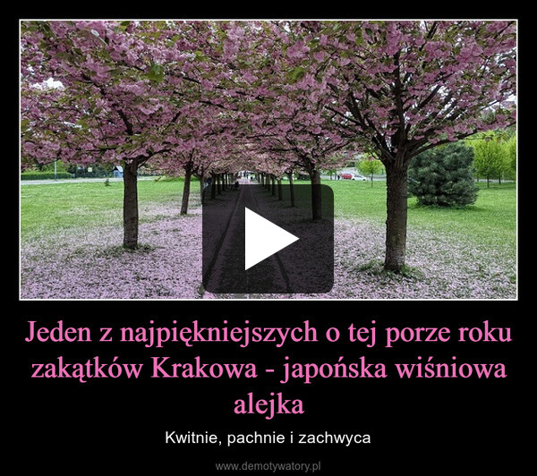 Jeden z najpiękniejszych o tej porze roku zakątków Krakowa - japońska wiśniowa alejka