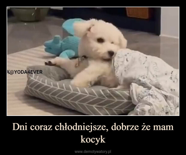 Dni coraz chłodniejsze, dobrze że mam kocyk –  X@YODA4EVER