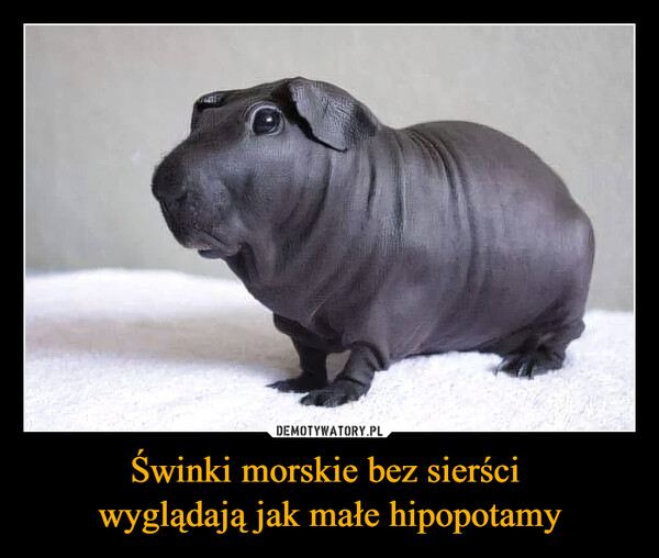 Świnki morskie bez sierści wyglądają jak małe hipopotamy –  