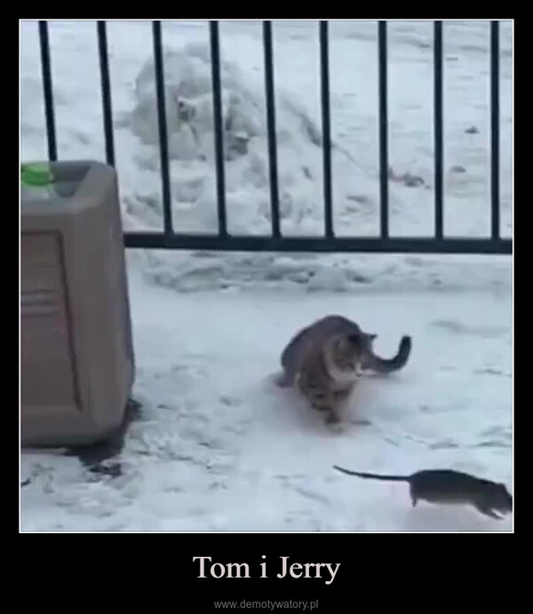 Tom i Jerry –  