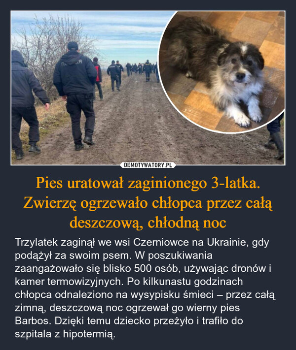 Pies uratował zaginionego 3-latka. Zwierzę ogrzewało chłopca przez całą deszczową, chłodną noc – Trzylatek zaginął we wsi Czerniowce na Ukrainie, gdy podążył za swoim psem. W poszukiwania zaangażowało się blisko 500 osób, używając dronów i kamer termowizyjnych. Po kilkunastu godzinach chłopca odnaleziono na wysypisku śmieci – przez całą zimną, deszczową noc ogrzewał go wierny pies Barbos. Dzięki temu dziecko przeżyło i trafiło do szpitala z hipotermią. 