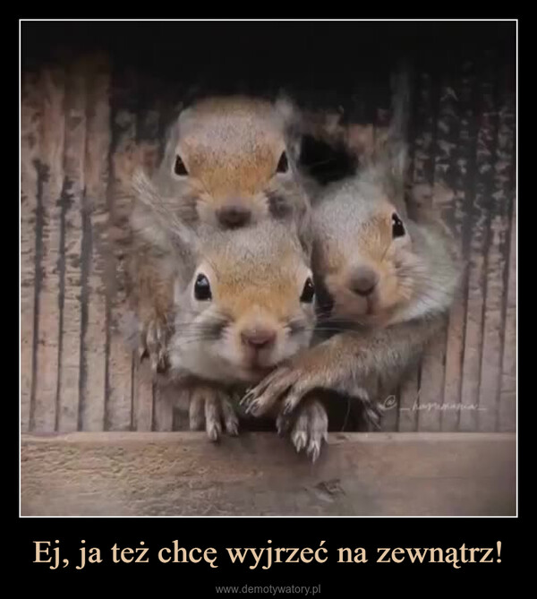 Ej, ja też chcę wyjrzeć na zewnątrz! –  eharumania